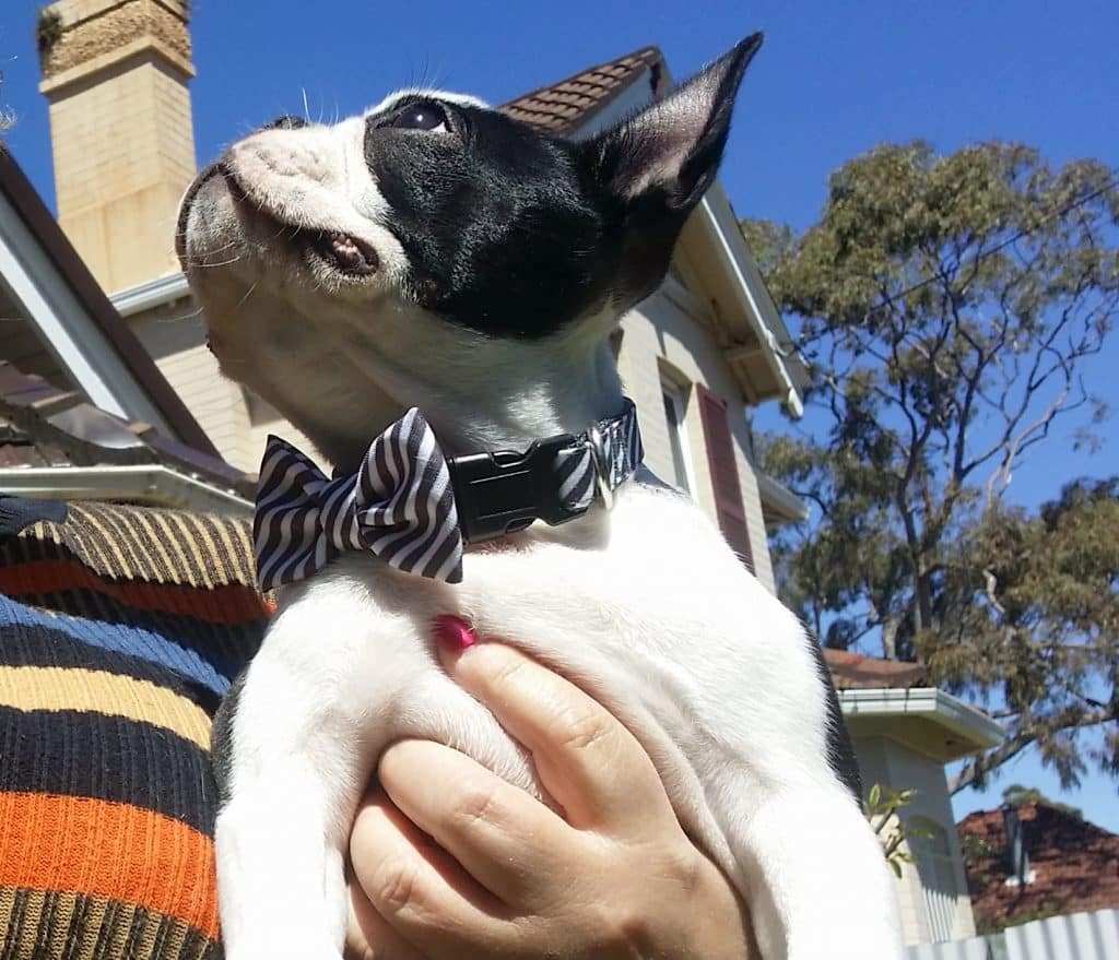 Dog At Wedding: Boston Terrier Bow Tie Pet
