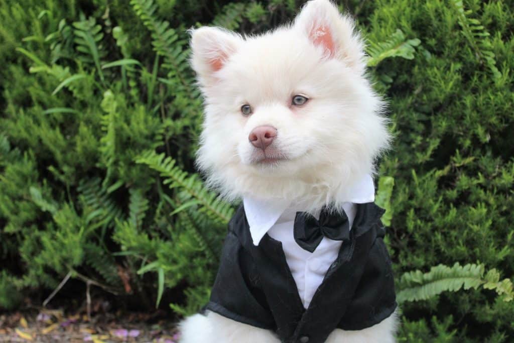 Pets At Weddings: Husky Black Tie Suit