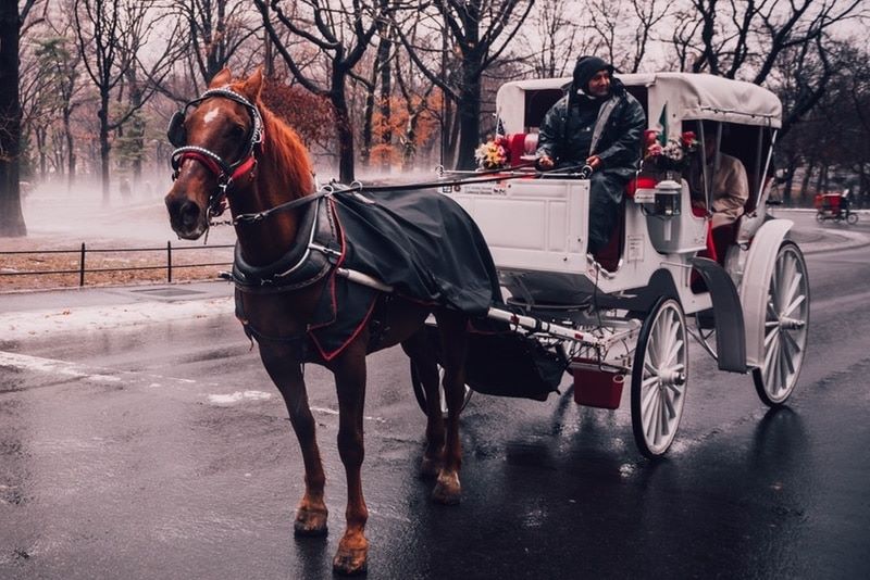 Types Of Wedding Transport: Horse & Carriage